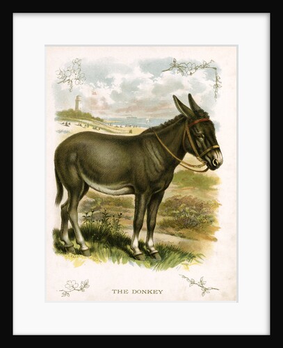 Illustration of Donkey by Anonymous