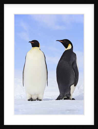 Emperor Penguins by Anonymous