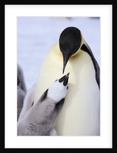 Emperor Penguin and Chick by Anonymous