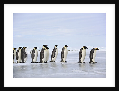 Line of Emperor Penguins by Anonymous