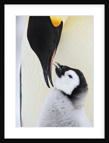 Emperor Penguin and Chick by Anonymous
