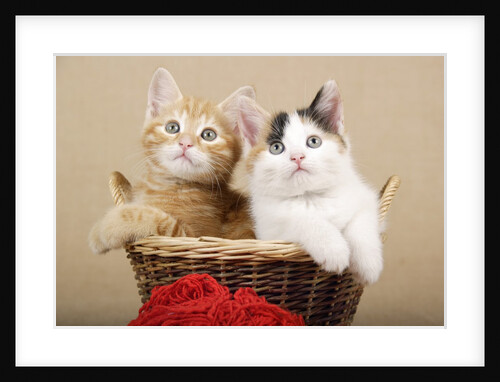 Two Kittens in a Basket by Anonymous