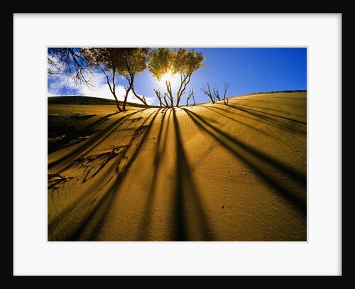 Poplar Trees on Sand Dunes in the Tengger Desert by Anonymous