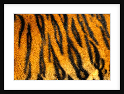 Bengal Tiger Skin Pattern by Anonymous