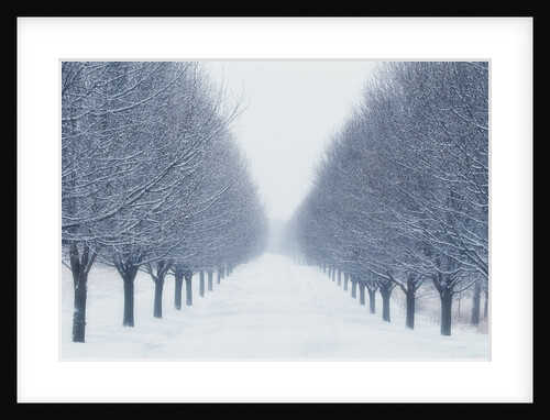 Tree-lined Road in Winter by Anonymous