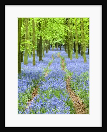 Path and Bluebells in Forest by Anonymous