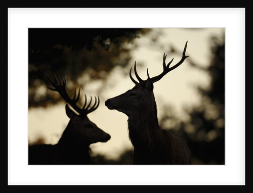 Pair of Red Deer Stags by Anonymous