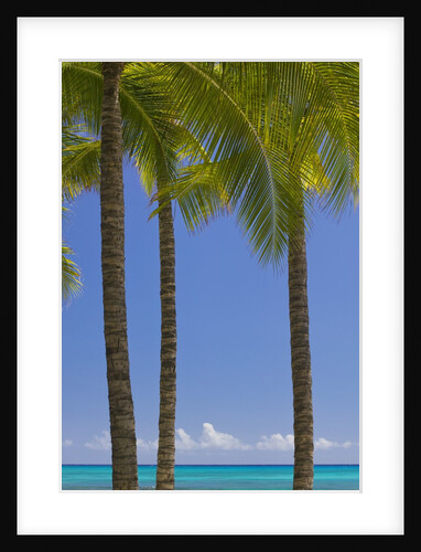 Palm Trees on Beach by Anonymous