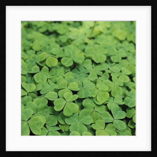 Clover by Anonymous