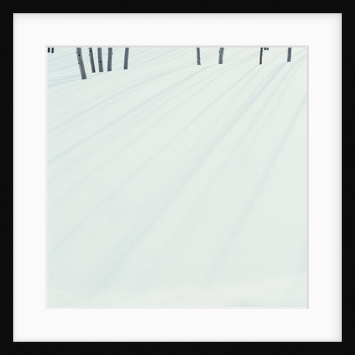 Shadows of Trees on Fresh Snow by Anonymous
