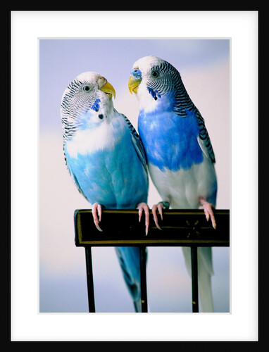Pair of Parakeets Perching on Chair Back by Anonymous
