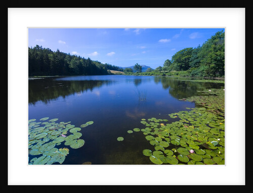 Water Lilies Growing near Shore by Anonymous