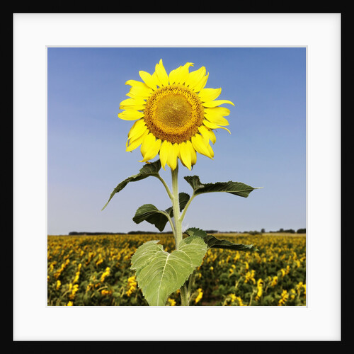 Field of Sunflowers by Anonymous