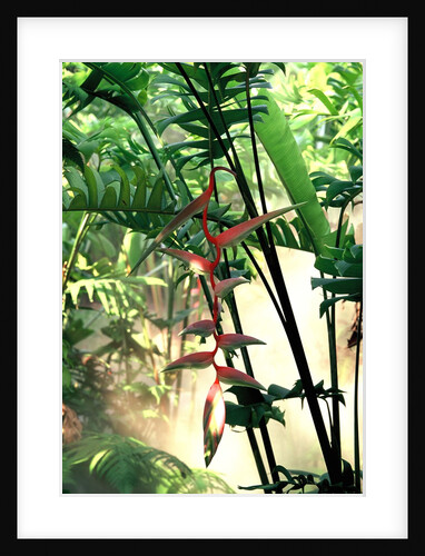 Heliconia Growing Among Tropical Ferns by Anonymous