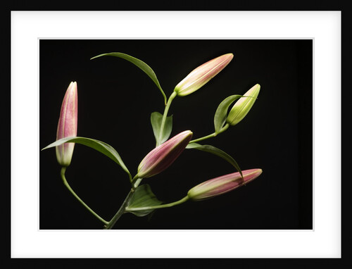 Lily Buds Before Blooming by Anonymous