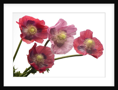 Pink Poppy Flowers in Full Bloom by Anonymous