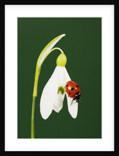 Ladybug on Snowflake Flower by Anonymous