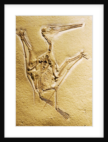 Cast of a Short-Tailed Pterosaur by Anonymous