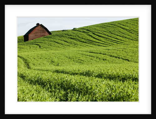 Field of Peas on Rolling Hills by Anonymous