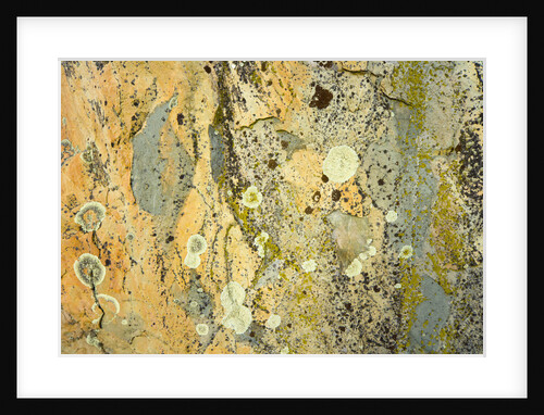 Boulder with Lichen by Anonymous