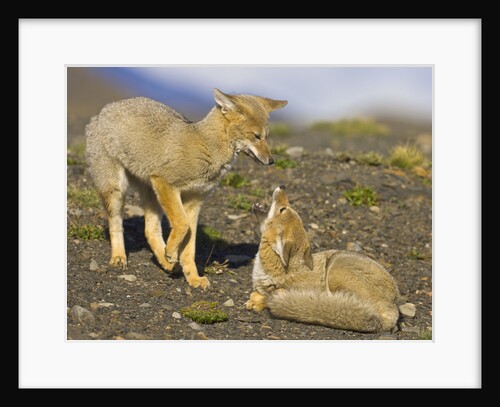 Two Paragonian Grey Fox Pups Playing by Anonymous