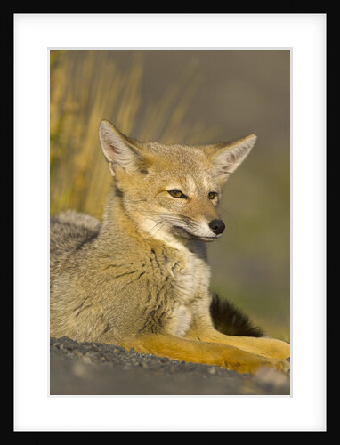 Alert Paragonian Grey Fox by Anonymous