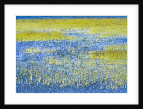 Wetland Grasses in Lake by Anonymous