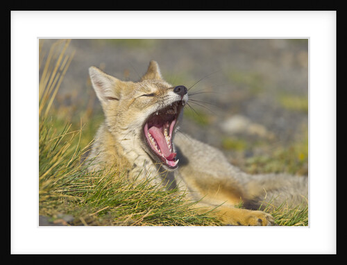Paragonian Grey Fox Yawning by Anonymous