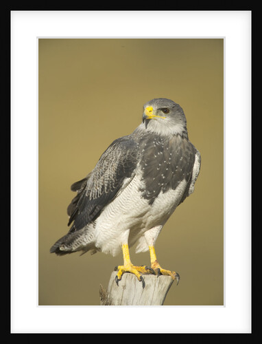 Black-chested Buzzard Eagle Perching on Fence Post by Anonymous