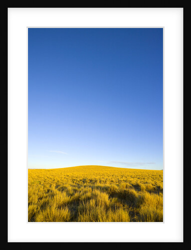Grassland under Clear Sky by Anonymous