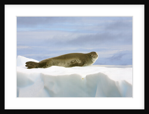 Crabeater Seal Resting on Ice by Anonymous