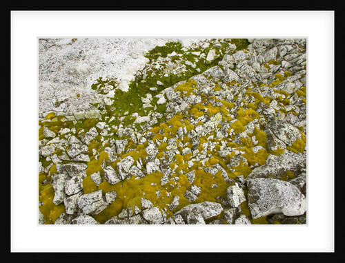 Moss and Lichens Growing on Rocks by Anonymous