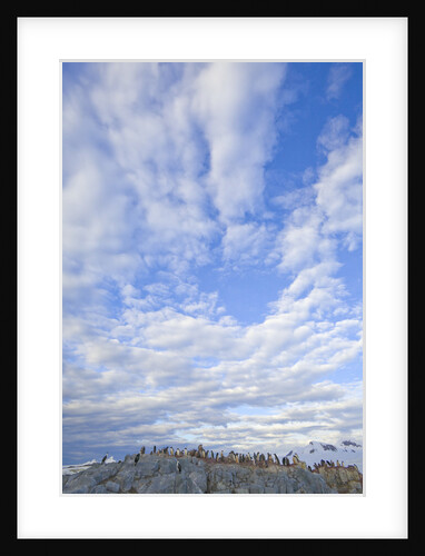 Adelie Penguin Colony on Rocky Landscape by Anonymous