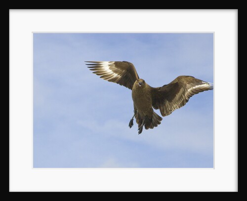 Brown Skua in Flight by Anonymous