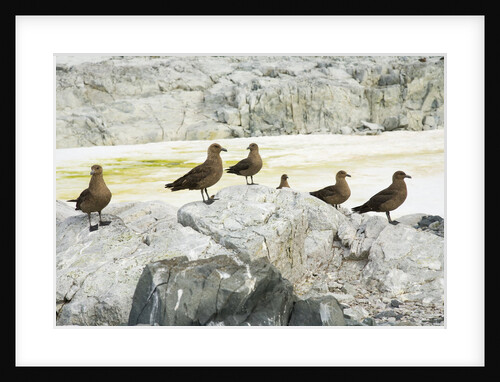 Brown Skuas Standing on Rocks by Anonymous