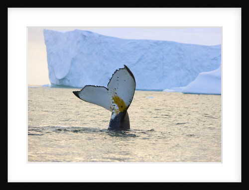 Humpback Whale Displaying Fluke by Anonymous