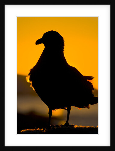 Setting Sun Behind Brown Skua by Anonymous