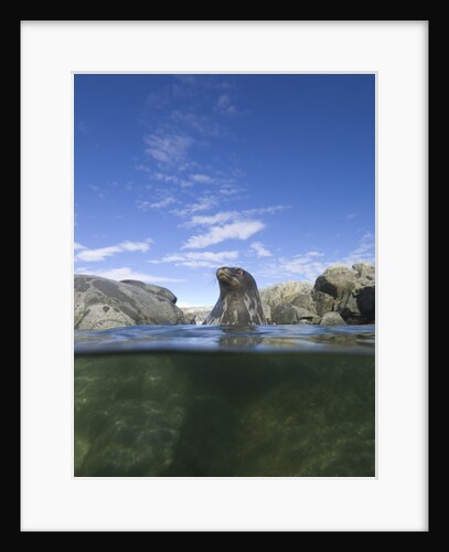 Young Weddell Seal near Coastal Rocks by Anonymous