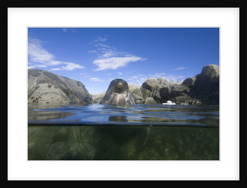 Young Weddell Seal near Coastal Rocks by Anonymous
