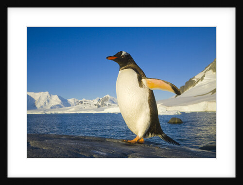 Gentoo Penguin Walking on Coastal Rock by Anonymous