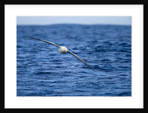 Wandering Albatross Flying above Sea by Anonymous