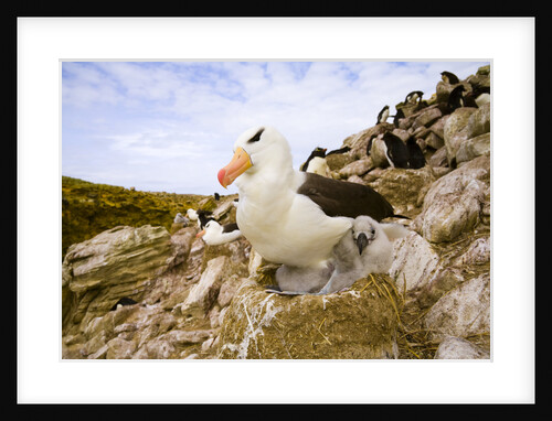 Black-browed Albatross with Chick on Nest by Anonymous