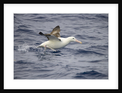 Wandering Albatross Running to Take Off by Anonymous