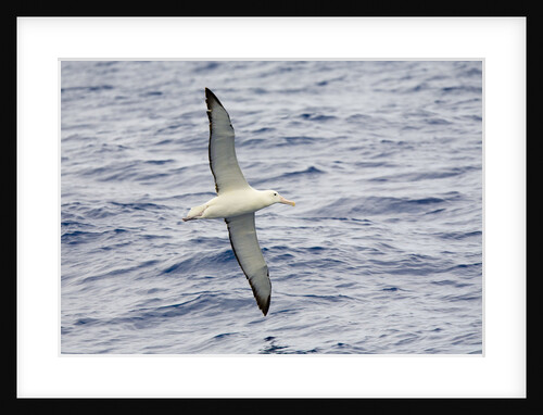 Wandering Albatross Flying above Sea by Anonymous