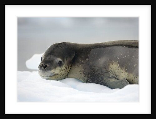 Leopard Seal Resting on Ice Floe by Anonymous