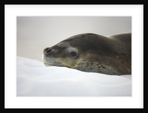 Leopard Seal Resting on Ice by Anonymous