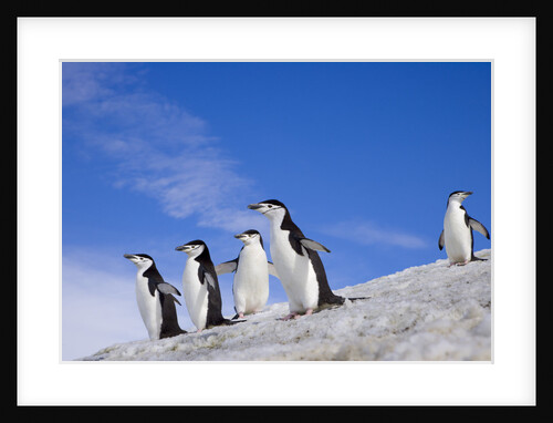 Chinstrap Penguins Descending Ridge by Anonymous