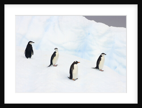 Penguins Standing on Iceberg by Anonymous