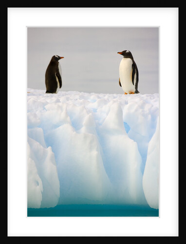 Gentoo Penguins Standing on Ice Floe by Anonymous
