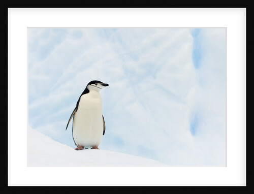 Chinstrap Penguin Standing on Iceberg by Anonymous
